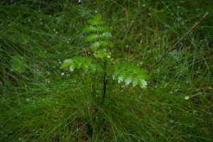 Sommercamp-2025-Verteiler-002