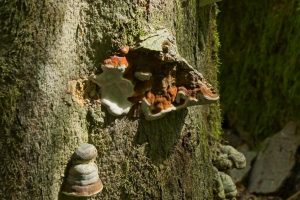Sommercamp-2025-Verteiler-139